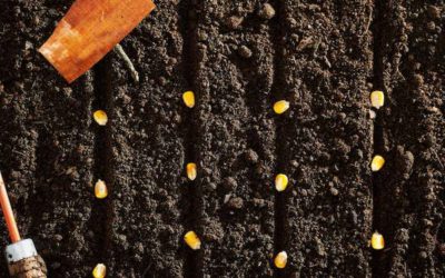 7 claves para cultivar la motivación