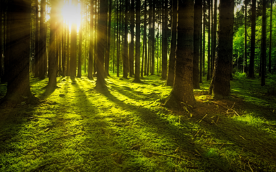 Cómo Cultivar Relaciones que Transforman tu Vida