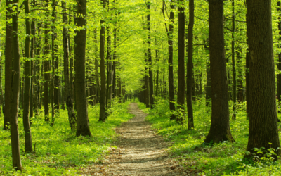 Descubre el Secreto: ¿Realmente Gestionas Bien tus Emociones?