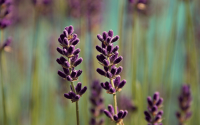 Entusiasmo, cómo funcionar cada día al 100% (aunque ahora no estés en forma)