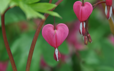 Como planificar divertido