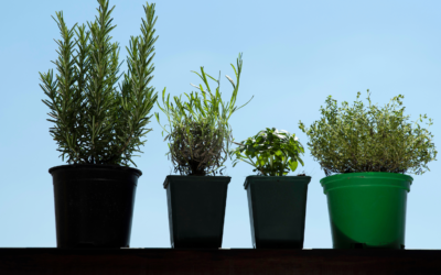 Perfeccionismo emocional